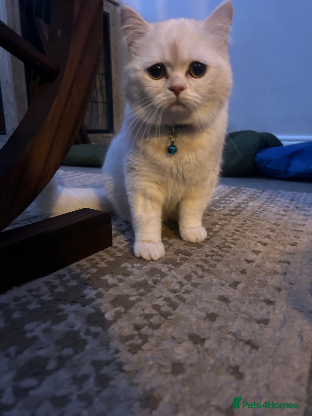 Persian cats for sale: Beautiful Persian for sale  - Advert 5