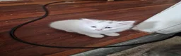 Mixed Breed cats for sale: pawsnpurrscattery Maine coon/russian nebelung in Middlesbrough - Advert 5