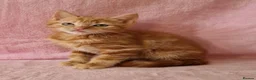 Mixed Breed cats for sale: Cute kittens  - Advert 1