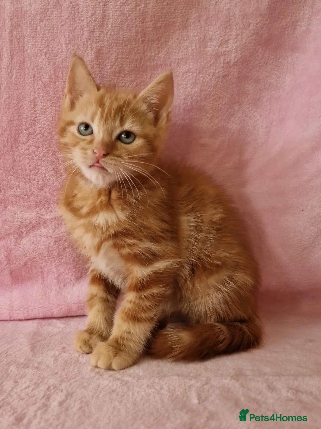 Mixed Breed cats for sale: Cute kittens  - Advert 1