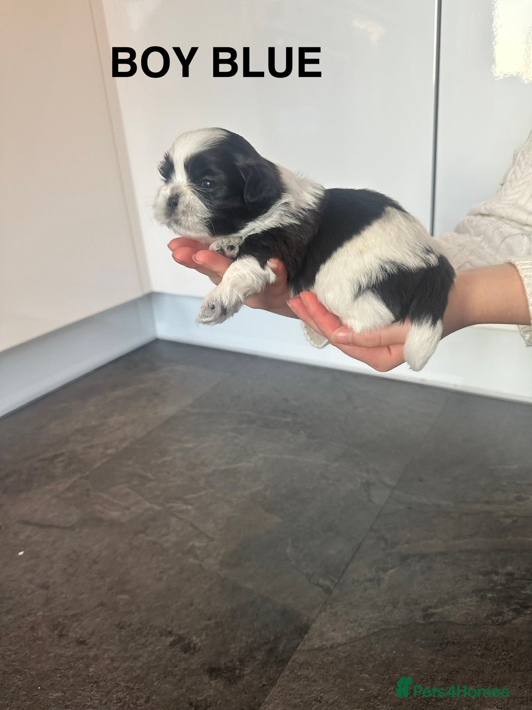 Shih Tzu dogs for sale: Shih Tzu puppies - Advert 21
