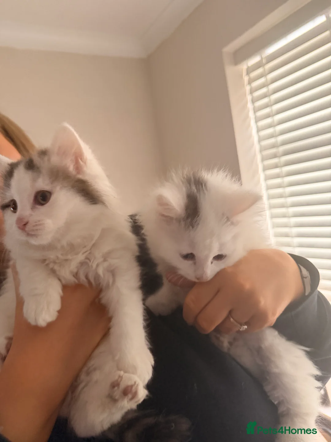 Mixed Breed cats for sale: 1 boy and 1 girl kitten 8 weeks old - Advert 7