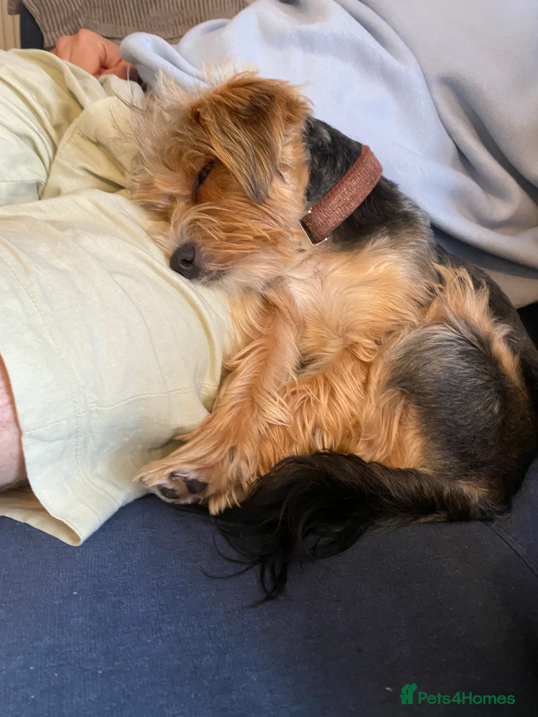 Yorkshire Terrier dogs for stud: 🐶 Yorkshire Terrier Stud Available 🐶 - Advert 13