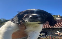 English Springer Spaniel dogs for sale: KC Springer Spaniel Puppies - Image 4