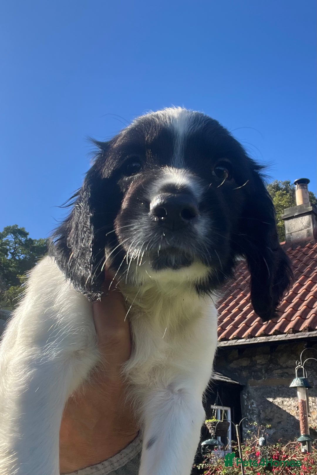 English Springer Spaniel dogs for sale: KC Springer Spaniel Puppies - Image 4