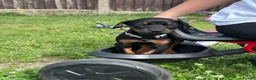 Dobermann dogs for sale: Champion Bloodline Doberman Puppies - Advert 20