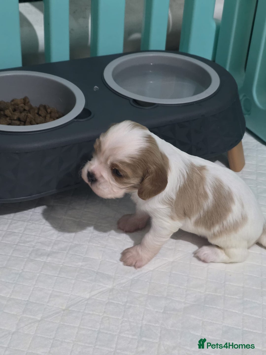 Cavalier King Charles Spaniel dogs for sale: Cavalier king charles puppies  - Advert 6