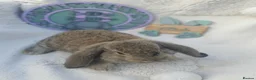 French Lop rabbits for sale: Giant French Lop Babies - Advert 7