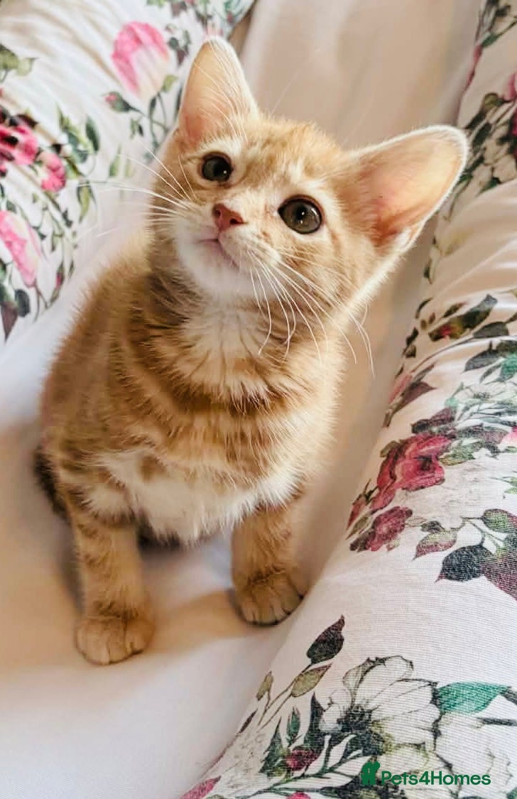 Mixed Breed cats ** Glamorous Ginger Girl ** Bengal Cross ** - Advert 1