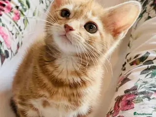 Mixed Breed cats ** Glamorous Ginger Girl ** Bengal Cross ** - Advert 9