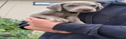 Weimaraner dogs for sale: Long & Short Haired Weimaraner KC reg - Advert 15