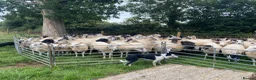 Border Collie dogs for stud: Working Border Collie stud  - Advert 1
