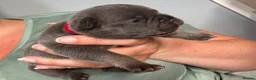French Bulldog dogs for sale: 8 newborn frenchies  - Advert 10