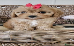 Cavapoo dogs for sale: Cavapoo puppies please call 07907327738 - Image 6