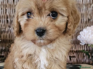 Cavapoo dogs - Advert 7