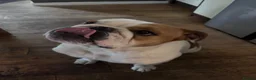 English Bulldog dogs for sale: English bulldog - Advert 9