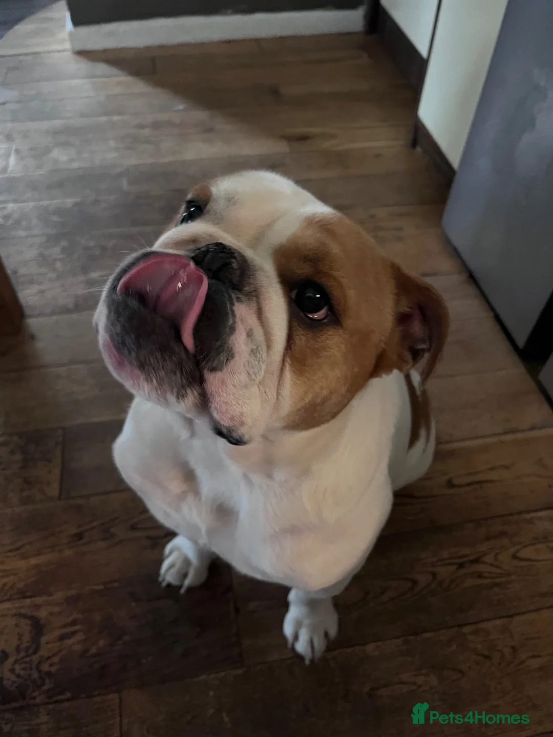 English Bulldog dogs for sale: English bulldog - Advert 9