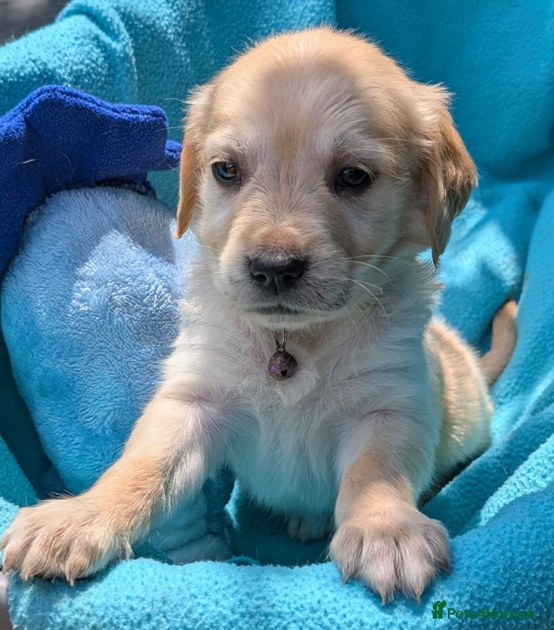 Golden Retriever dogs for sale: Gorgeous Golden Retriever puppies - Image 3