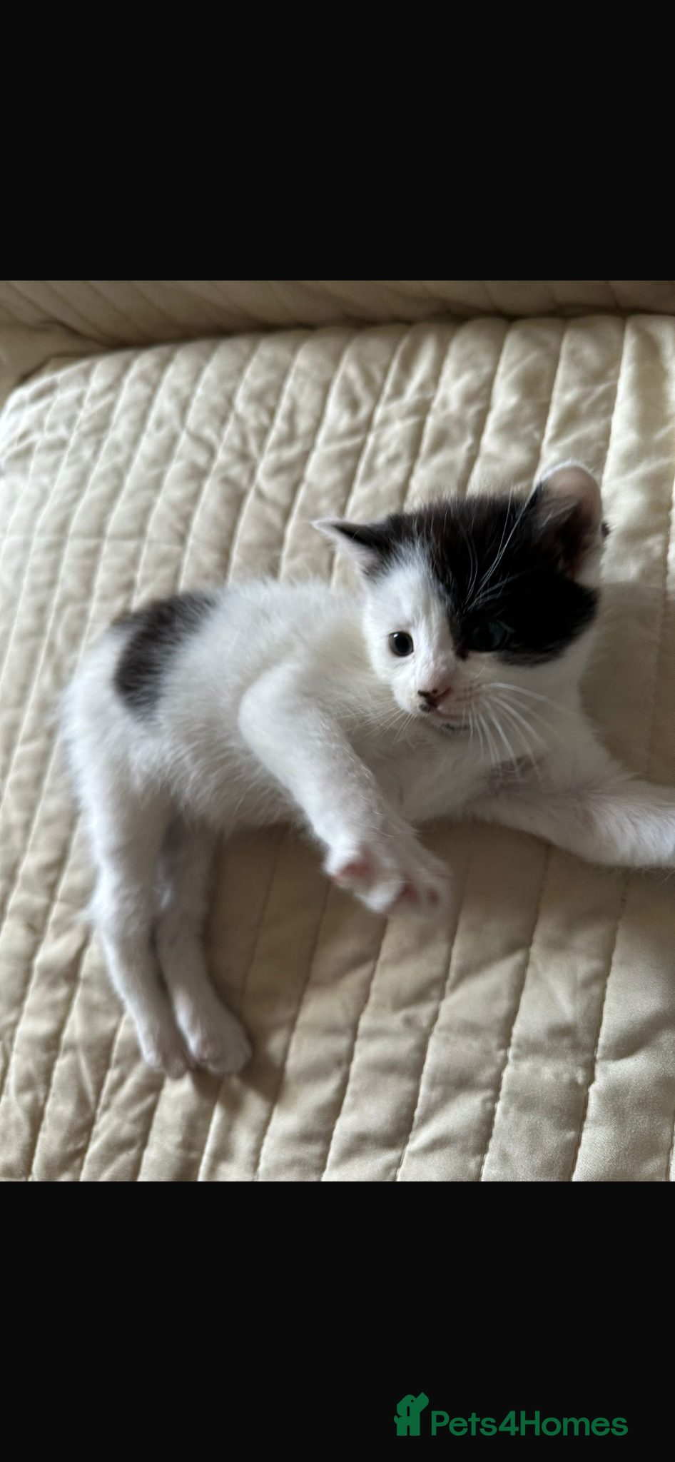 Mixed Breed cats Mixed breed Persian/domestic shorthair kitten  - Advert 2