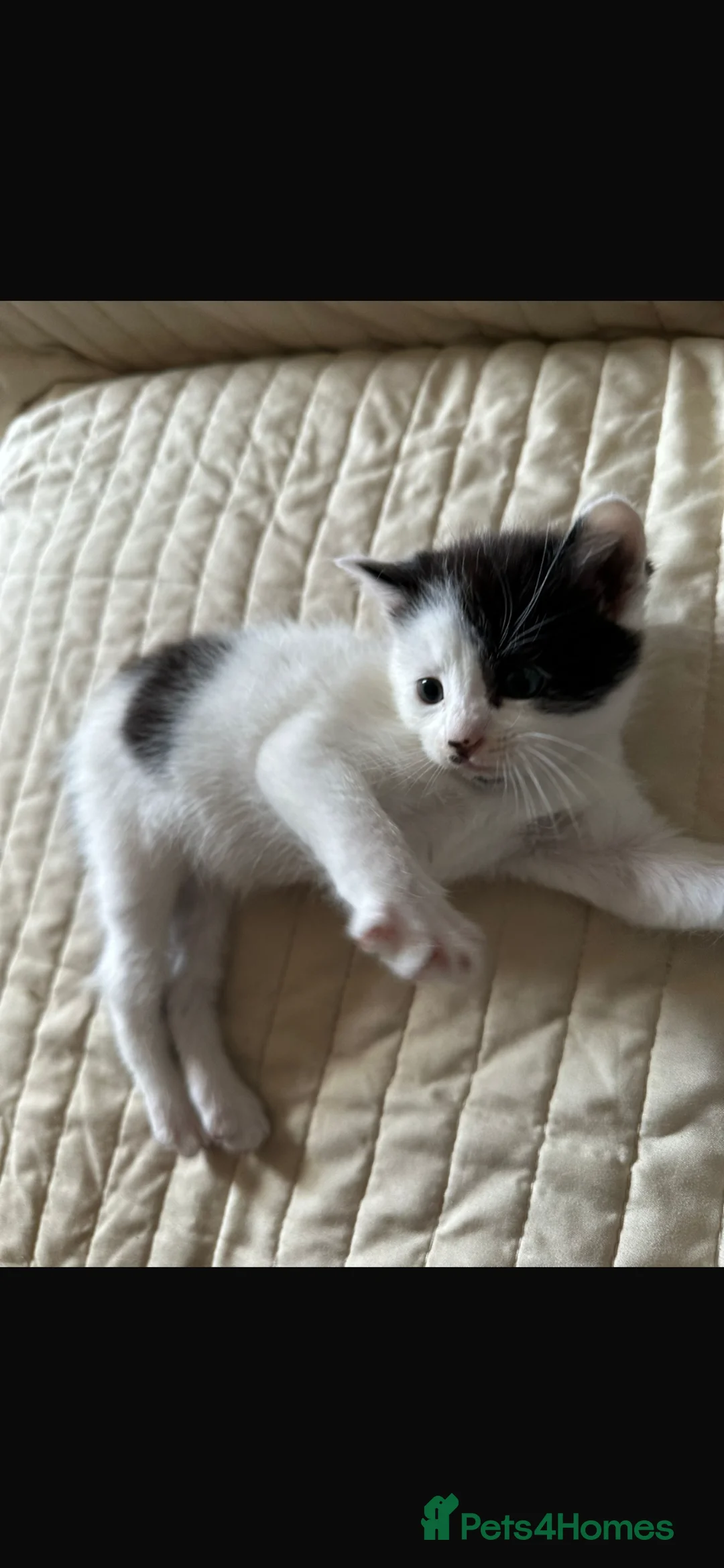 Mixed Breed cats for sale: Mixed breed Persian/domestic shorthair kitten  - Advert 1
