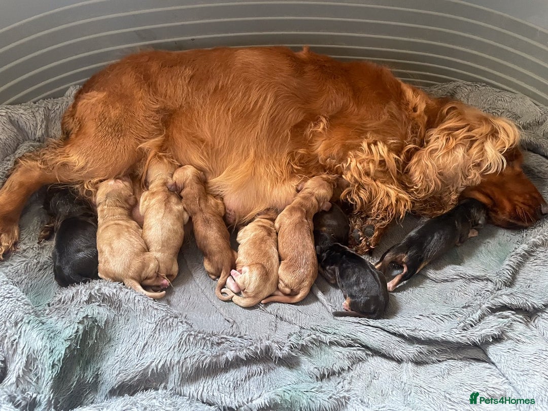 Cocker Spaniel dogs for sale: 🐶 Cocker Spaniel Puppies Ready Soon! 🏡 - Advert 11