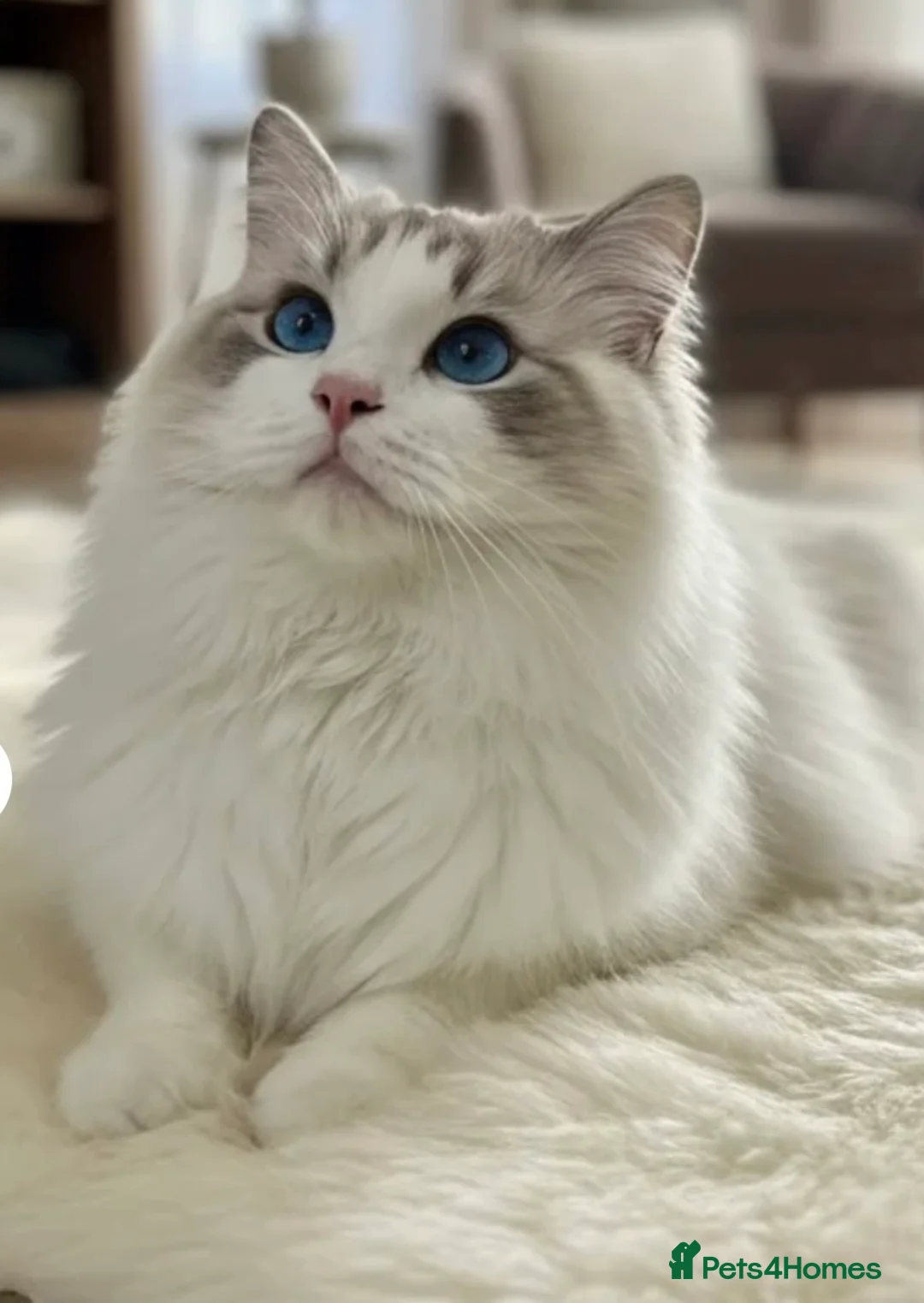Ragdoll cats for sale: Stunning Ragdoll kittens  in Sheffield - Advert 9