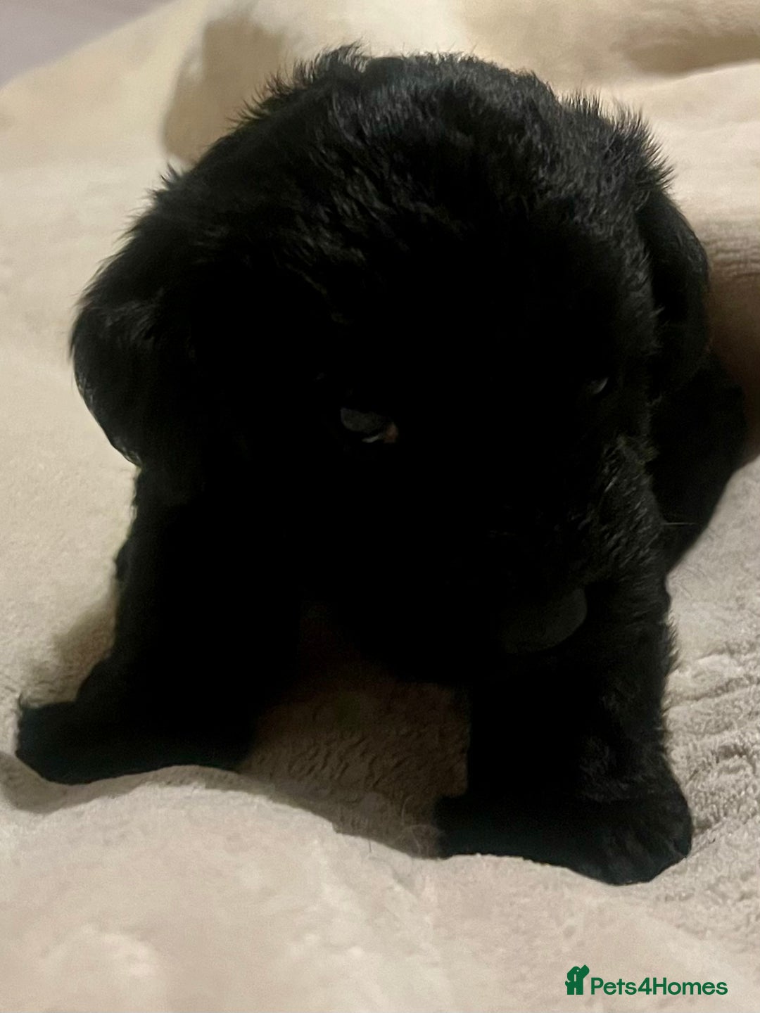 Miniature Schnauzer dogs for sale: 🐾🤎🐶Cavaschnauzer-Pups🐶🤎🐾 - Image 17