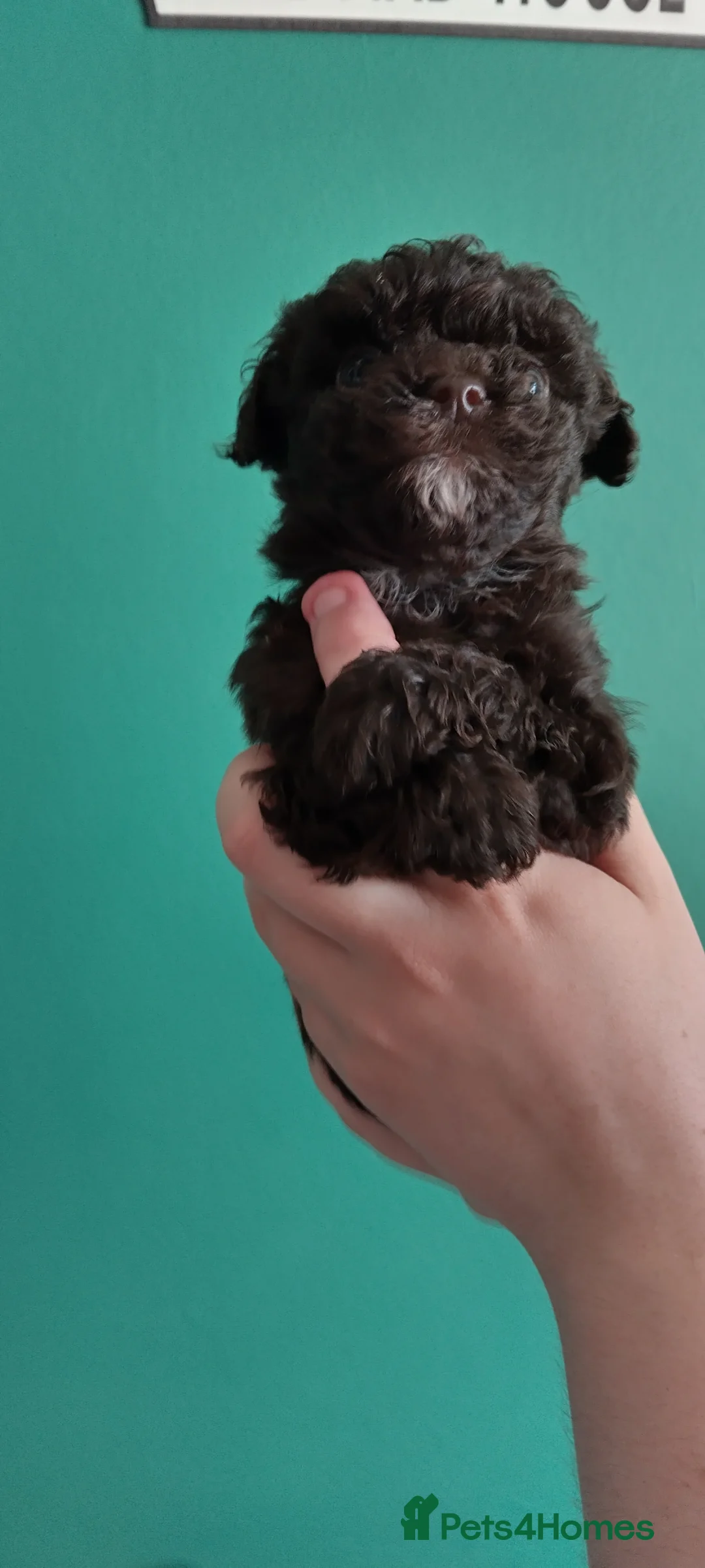 Poochon dogs for sale: ❤️ READY NOW! One male left. Poochon ❤️ - Advert 9
