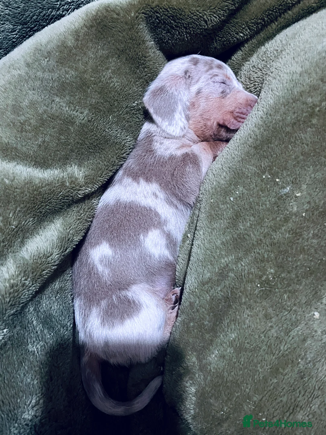 Miniature Dachshund dogs for stud: STUD: Proven Handsome Isabella Mini Daxi  in Hitchin - Advert 11