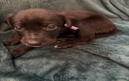 Mixed Breed dogs for sale: Beautiful whippet cross labrador(collie) puppies  - Image 26