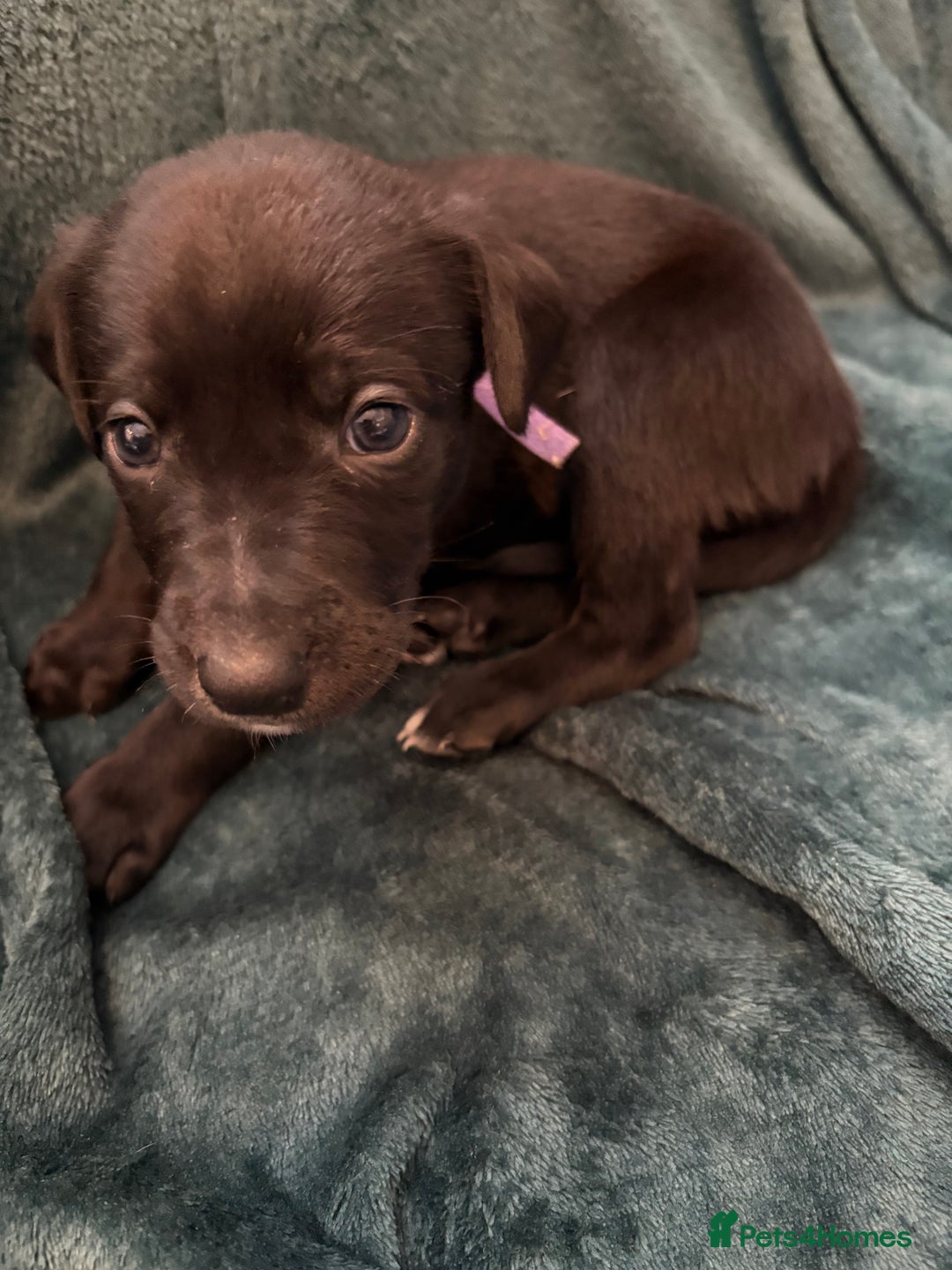 Mixed Breed dogs for sale: Beautiful whippet cross labrador(collie) puppies  - Image 26