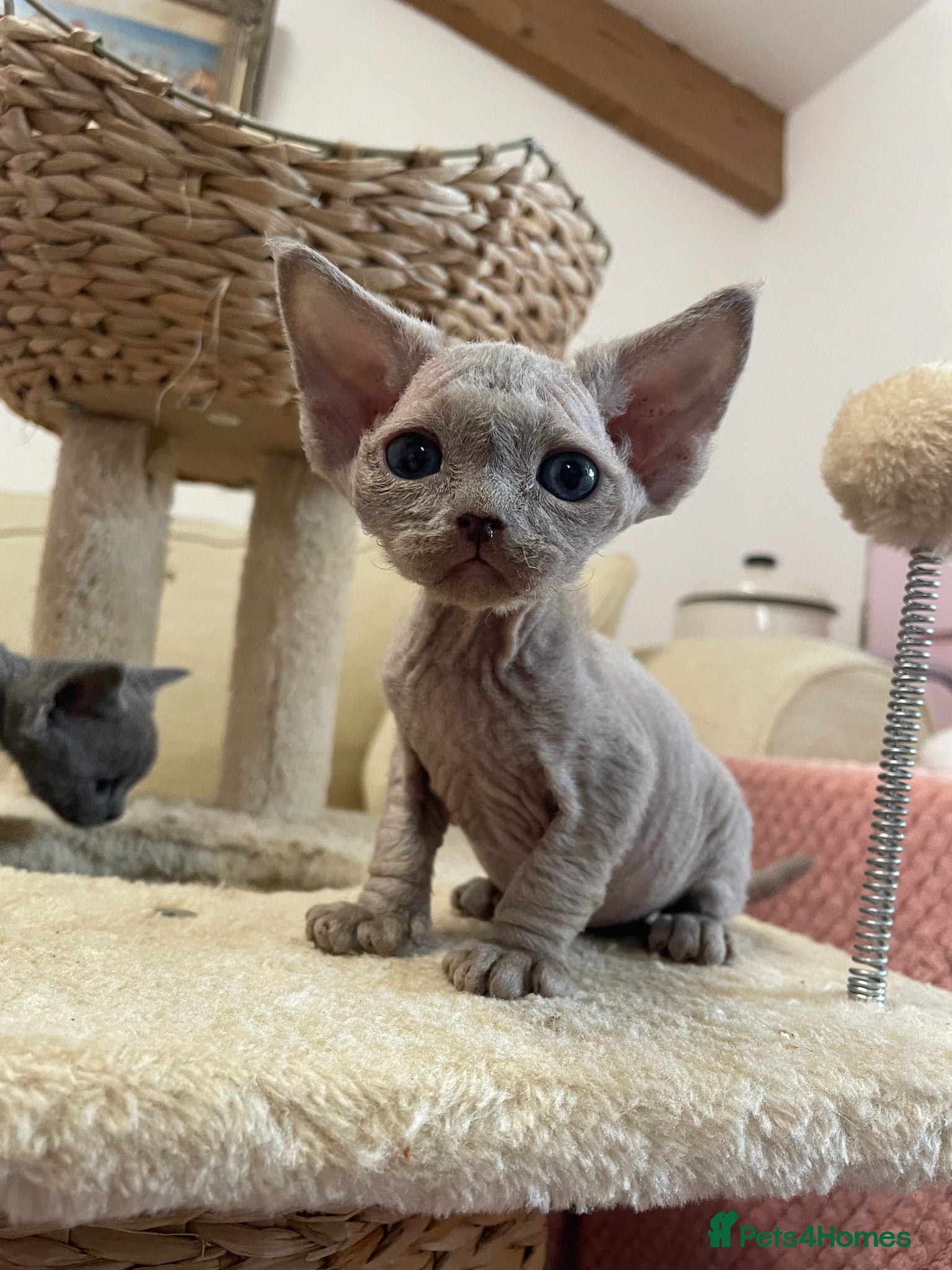 Devon Rex cats Last one Stunningly beautiful  lilac boy - Advert 2