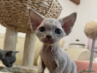 Devon Rex cats Last one Stunningly beautiful lilac boy - Advert 6