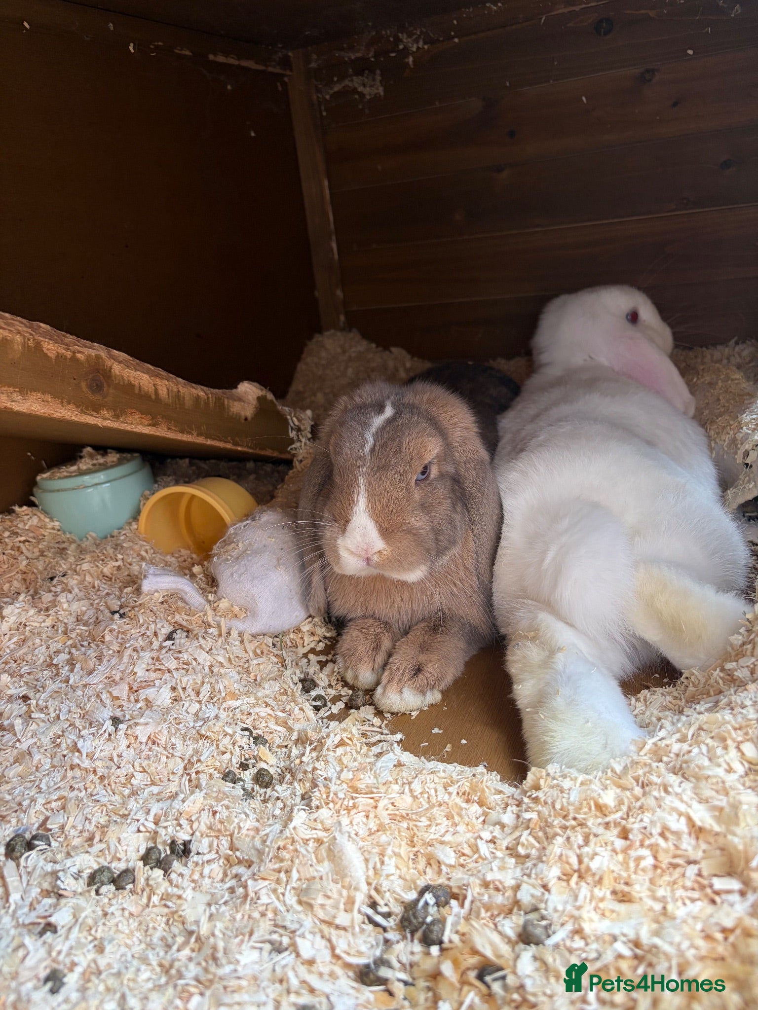 Mini Lop rabbits Rabbits  - Advert 1