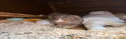 Mini Lop rabbits for sale: Rabbits  - Advert 1