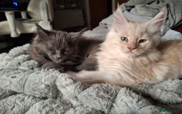 Maine Coon cats for sale: Gorgeous kittens  - Image 5