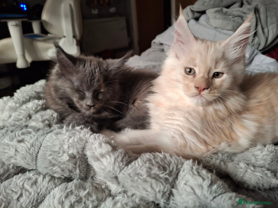 Maine Coon cats for sale: Gorgeous kittens  - Image 5