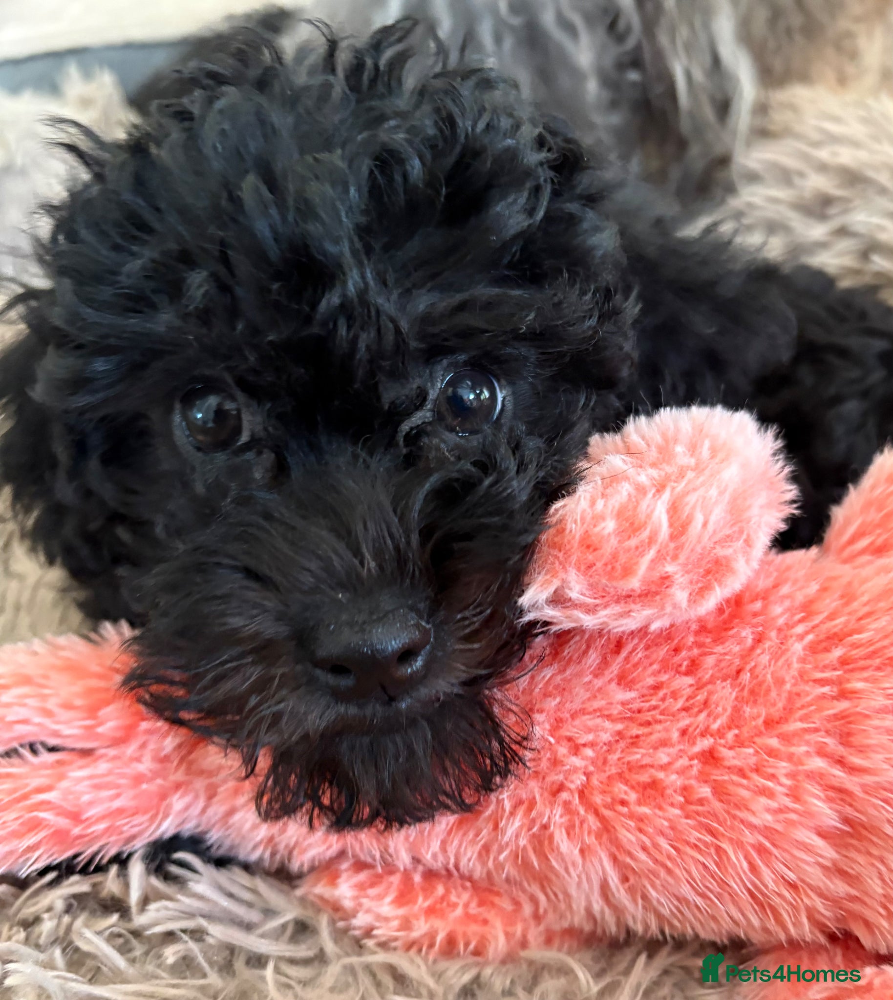 Jackapoo dogs Beautiful Jackapoo Puppies – 2 Boys Remaining - Advert 6