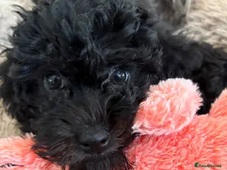 Jackapoo dogs Beautiful Jackapoo Puppies – 2 Boys Remaining - Advert 6