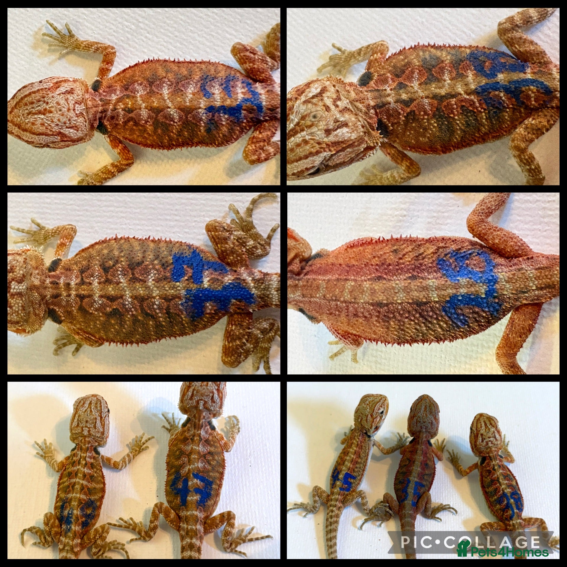 Bearded Dragon reptiles Stunning baby bearded dragons - Advert 8