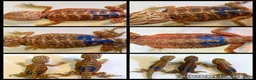 Bearded Dragon reptiles for sale: Stunning baby bearded dragons - Advert 2
