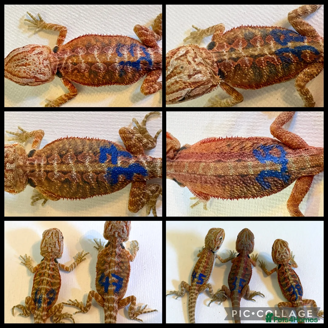 Bearded Dragon reptiles for sale: Stunning baby bearded dragons - Advert 2