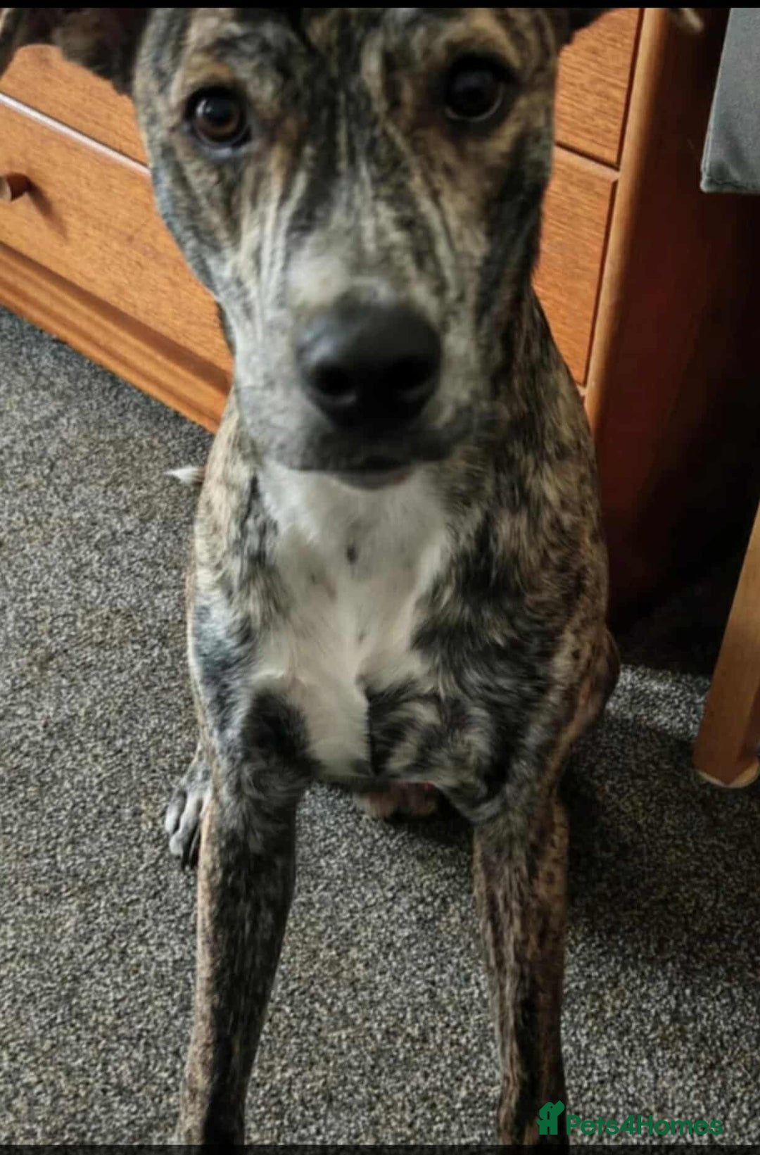 Mixed Breed dogs for sale: Rehome lurcher x saff  - Advert 1