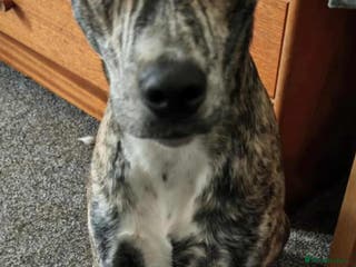 Mixed Breed dogs Rehome lurcher x saff - Advert 1