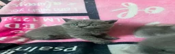British Shorthair cats for sale: Amazing British shorthair kittens!!!… in Grays - Advert 35