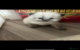 Perdoll cats for sale: Perdolls x2  - Image 2