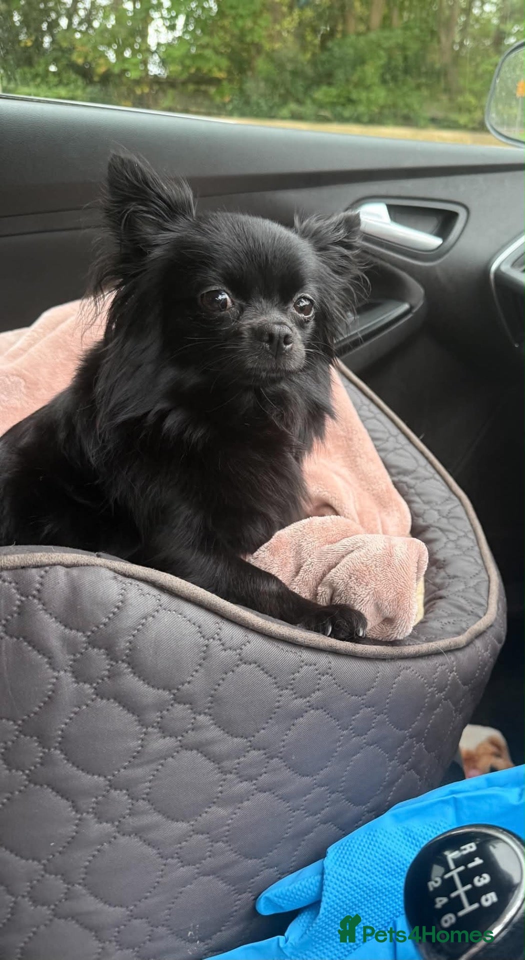 Pomchi dogs 3/4 poms  - Advert 1
