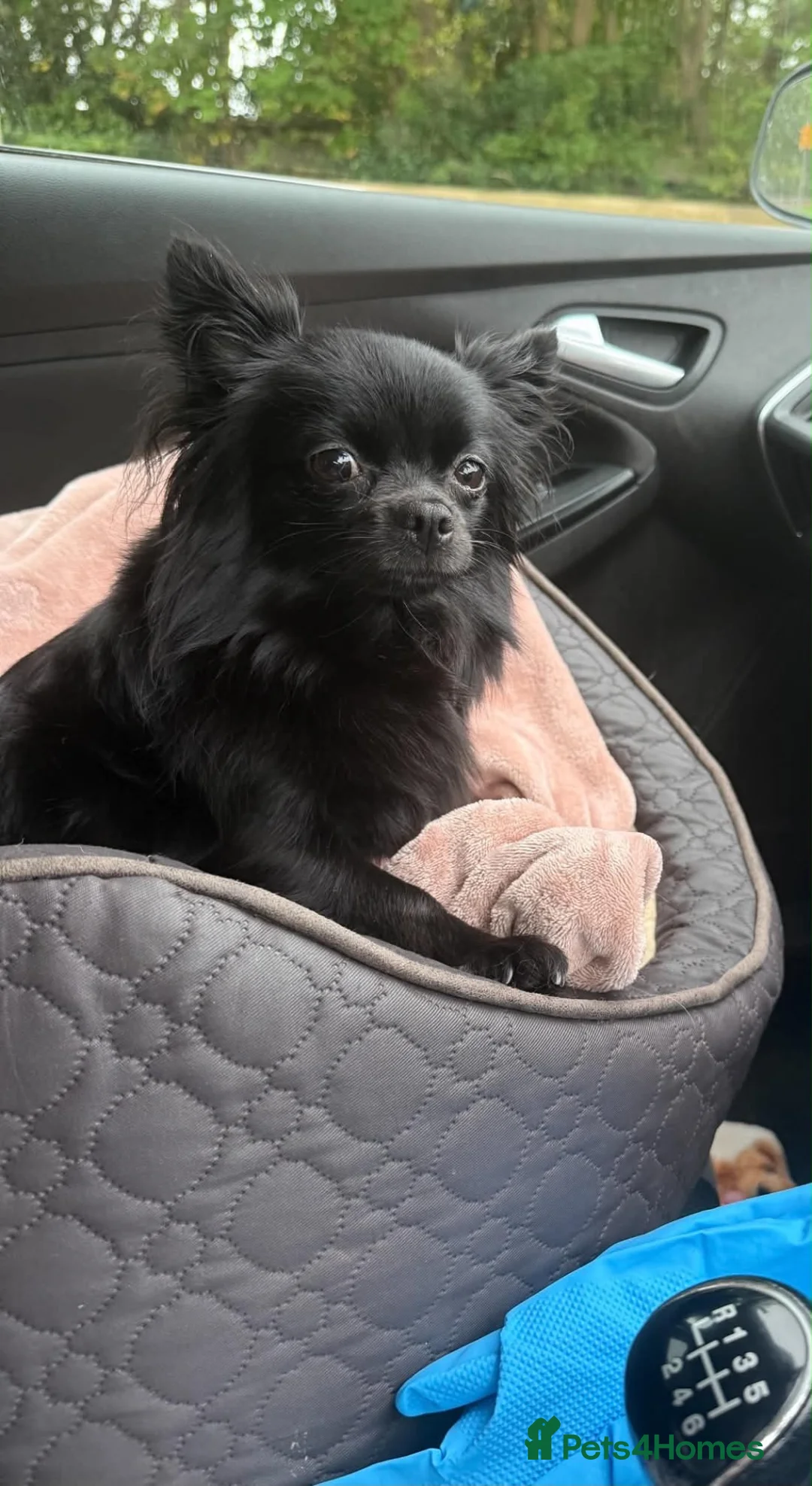 Pomchi dogs for sale: 3/4 poms  - Advert 1