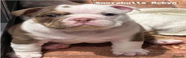 English Bulldog 5