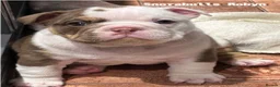English Bulldog dogs for sale: English Bulldog Puppies – 3 Boys & 2 Girls in Exmouth - Advert 16